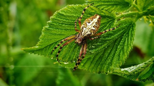 Oak leaf wheel spider (aculepeira ceropegia) with distinctive back on a green leaf in nature,