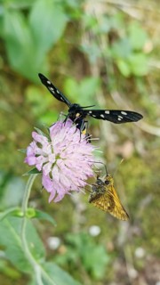 Two insects on a pink flower, a white-spotted damselfly (amata phegea) and a comma butterfly