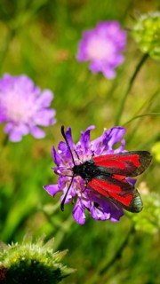 A red and black thyme rampion (zygaena purpuralis) sits on a purple flower in the green background,