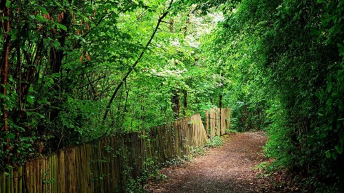 Idyllic forest trail with green canopy flanked by a wooden picket fence in thick vegetation,