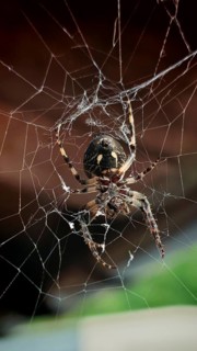 Close-up of a garden cross spider (araneus diadematus) from below in its detailed web, Franconian