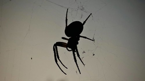 Silhouette of a garden cross spider (araneus diadematus) on its web in front of a dark background,