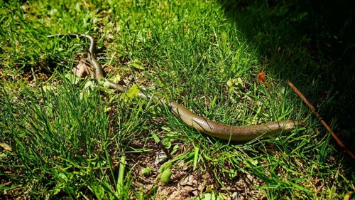 Slow worm (anguis frailis) meanders through sun-drenched grass with shade, REnnsteig, Franconian