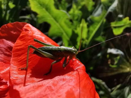 Great green bush cricket (tettigonia viridissima) sitting on a red poppy leaf (papaver) in a sunny