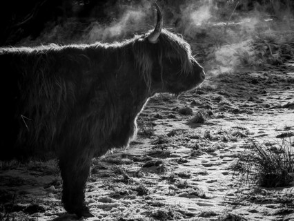 Silhouette of a highland bovine (bos taurus taurus) breathing in the cold, black and white