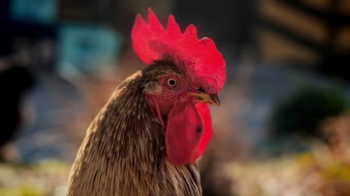 Portrait of a rooster (gallus) with a magnificent red comb, Franconian Forest