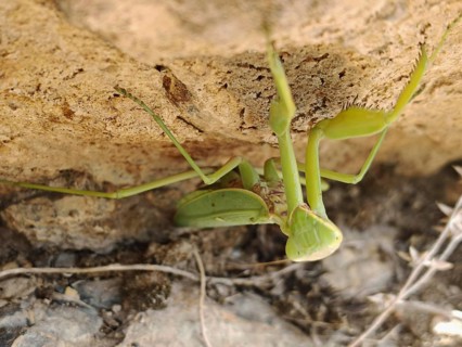 Praying mantis (mantis religiosa) hangs upside down under a stone and is well camouflaged, Armenia