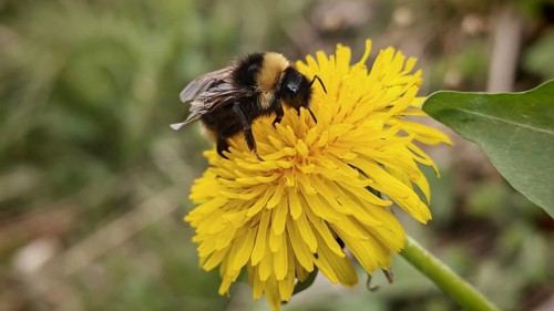 Bumblebee (bombus) sitting on a yellow dandelion flower (taraxacum) in a summer environment,