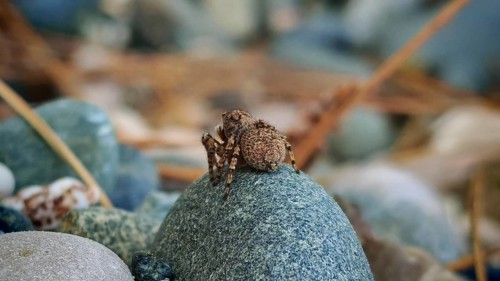 Small jumping spider (saliens araneia) from behind sitting camouflaged on a stone and turning its