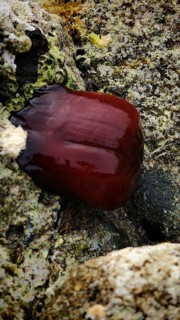 Sea anemone (actinia equina), wedged between sea rocks, Turkey