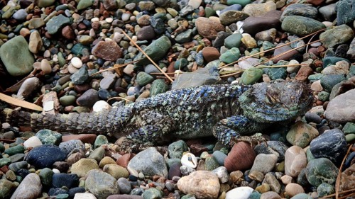 Blue Spiked Guan (sceloporus cyanogenys) adapting perfectly to the colourful stones, Antalya,
