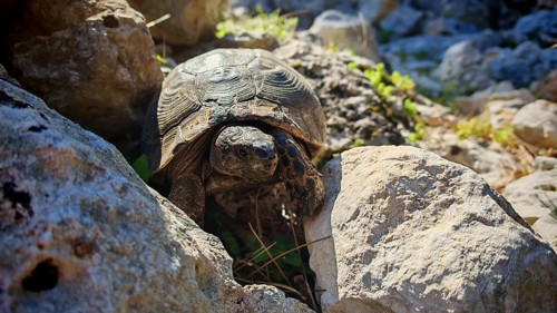 Hermann's tortoise (testudo hermanni) between stones, enjoying the sun, Turkey