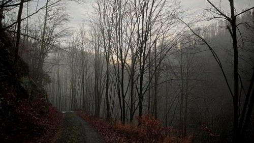 A foggy forest trail leads through bare autumn trees in a gloomy atmosphere, Franconian Forest