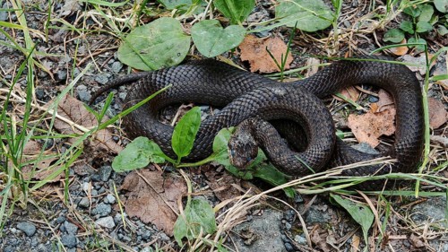 A smooth snake (coronella austriaca) shortly in front of moulting, lying on a tangled forest floor,