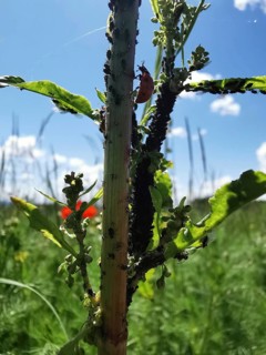 A ladybird (coccinelliade) searches for black aphids (aphis fabae) on a plant stem in a green