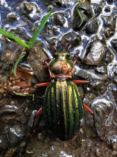 An iridescent Carabus auronitens (carabus auronitens) crawls over a wet, stony surface, Rennsteig,