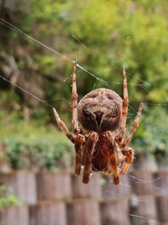 A garden cross spider (araneus diadematus) hangs upside down in its web. The background is green