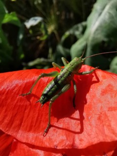 Great green bush cricket (tettigonia viridissima) sitting on a red poppy leaf (papaver) in a sunny