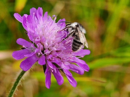 A willow sand bee (andrena vaga) collects nectar from a purple flower, field widow flower (knautia