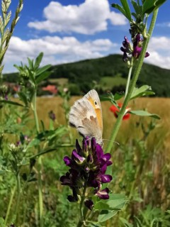 Butterfly Small heath (coenonympha pamphilus) sitting on a flower in a summer landscape with a view