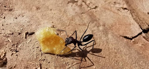 Desert ant (Sahara Desert ant) examining a large crumb on an earthy background, close-up, Morocco