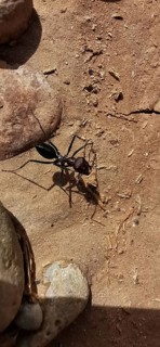 Desert ant (Sahara Desert ant) moving through an earthy landscape with stones, Morocco