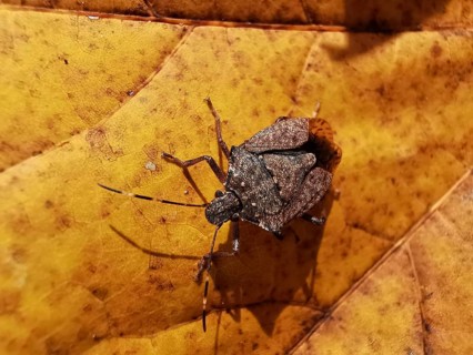 Close-up, Brown marmorated stink bug (halyomorpha halys) sitting on a yellow autumn leaf with