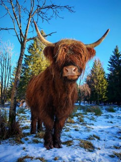 Close-up of a highland bovine (bos taurus taurus), cow with horns in a snow-covered landscape,