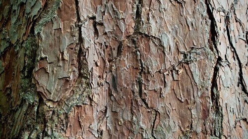 Close-up of the brown, textured bark of a Scots pine (pinus sylvestris) with a striking pattern,