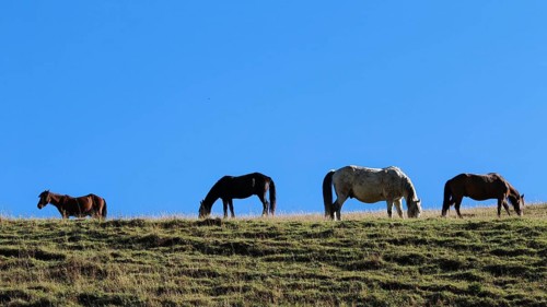Horses (equus) grazing peacefully on a grassy hill under a bright blue sky, Georgia