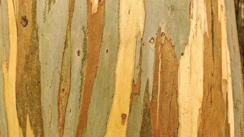 Different coloured layers of the bark of a Eucalyptus deglupta tree (eucalyptus deglupta) with a