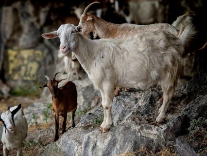 Several goats (caprae) standing and lying on a rocky ground surrounded by a natural environment,