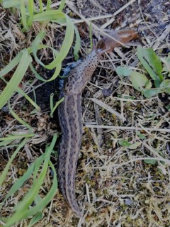 A tiger snail (limax maximus) crawls quickly to its prey (arion vulgaris) over the damp,