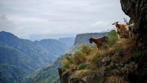 Goats (caprae) grazing on a rocky mountainside with a breathtaking view over a cloudy mountain