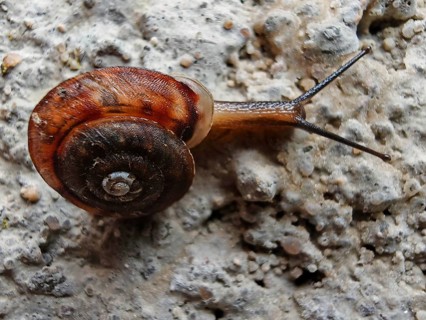 A Monachoides incarnatus (monachoides incarnatus) crawls on a grey, structured surface, frankenwald
