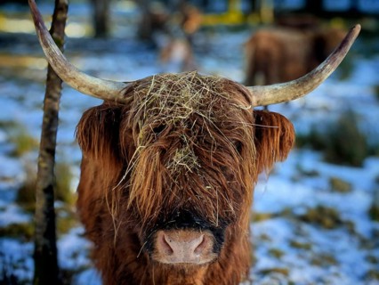 Close-up of a highland bovine (bos taurus taurus) in the snow with straw on its head, rennsteig,