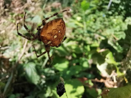 Close-up of a large brown spider garden cross spider (araneus diadematus) hanging in a web,