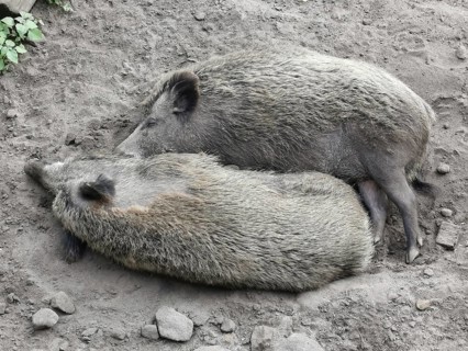 Two wild boars (sus scrofa) lying harmoniously close together on earthy ground, ying yang, zoo,