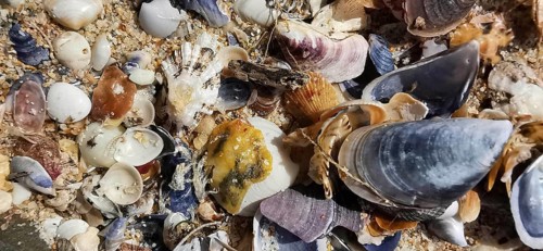 Various shells and sand on the beach, Southwest Alentejo nature park Park and Costa Vicentina,
