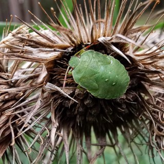 Green bug (palomena prasina) sitting on a withered plant in a close-up, Franconian Forest nature
