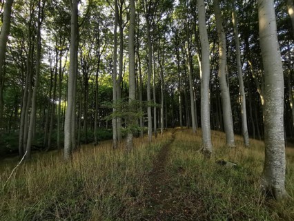 Light-flooded path leads through a quiet and tall deciduous forest in daylight, Poland