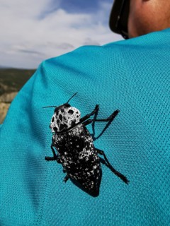 A black and white peach jewel beetle (capnodis tenebrionis) on the blue t-shirt of a woman, Albania