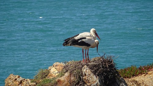 Pair of storks (ciconia) nesting on a cliff overlooking a blue sea on the fishermen's path, costa