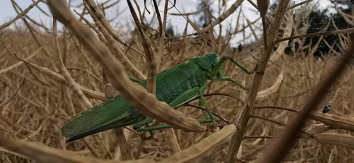 Great green bush cricket (tettigonia) sitting on a dry plant stalk in a cornfield, close-up,