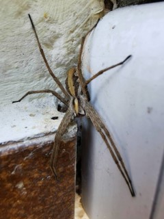 A large list spider (pisaura mirabilis) sits on the corner of a rough house wall, close-up, Upper