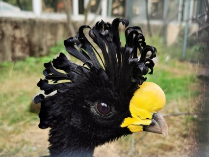 Close-up of a bird with a black cap and yellow facial markings, tuberkelhokko (crax rubra) in the