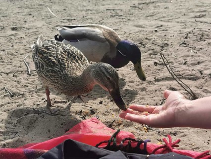 Two ducks (anates) are fed by one hand on a sandy ground, berlin