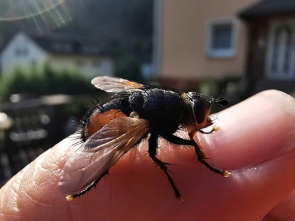 A caterpillar fly (tachinidae) sits on a human hand in the sunlight, frankenwald