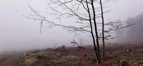 Fog obscures the view of a bare tree landscape, Rennsteig, Thuringian Forest