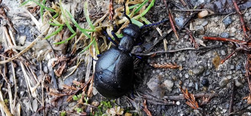 A Black oil beetle (meloe proscarabaeus) crawls on a mixed soil of soil and grass, Thuringian